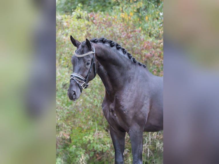 NRPS Gelding 3 years 16,2 hh Black in Oosterhout NRPS Gelding 3 years 16,2 hh Black in Oosterhout