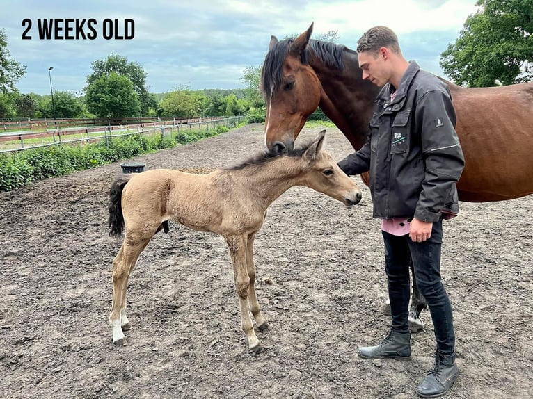 NRPS Gelding 3 years 16,2 hh Buckskin in Oss
