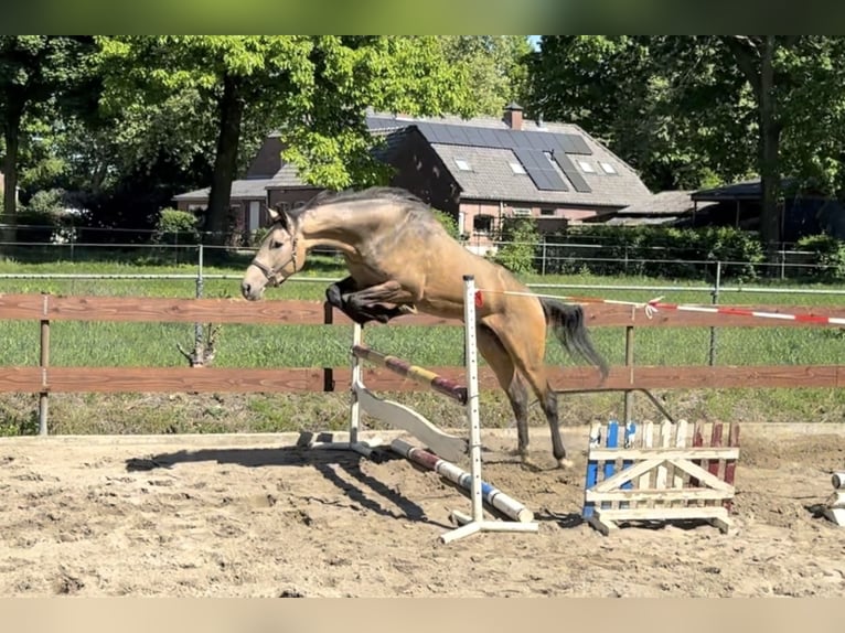 NRPS Gelding 3 years 16,2 hh Buckskin in Oss