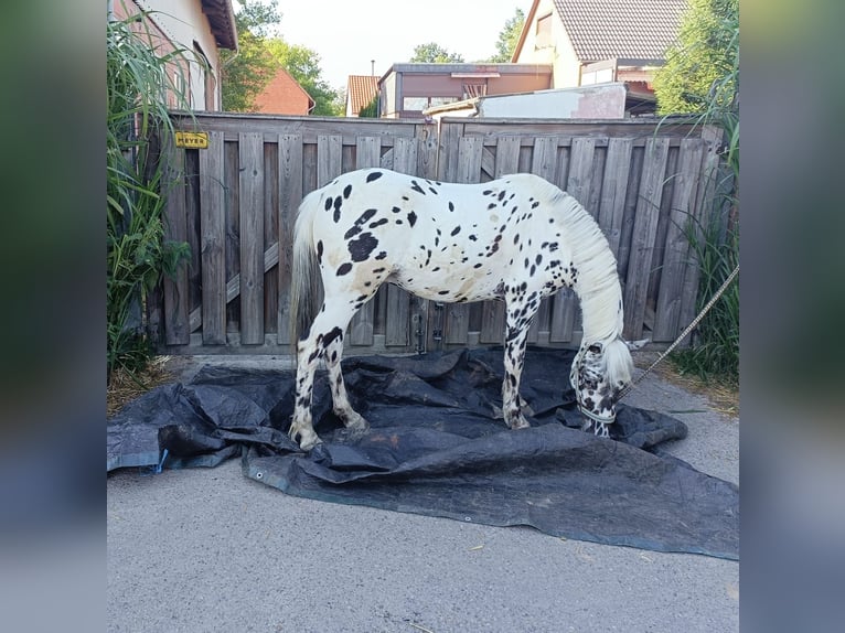 NRPS Gelding 4 years 12,2 hh Leopard-Piebald in Alfeld (Leine)