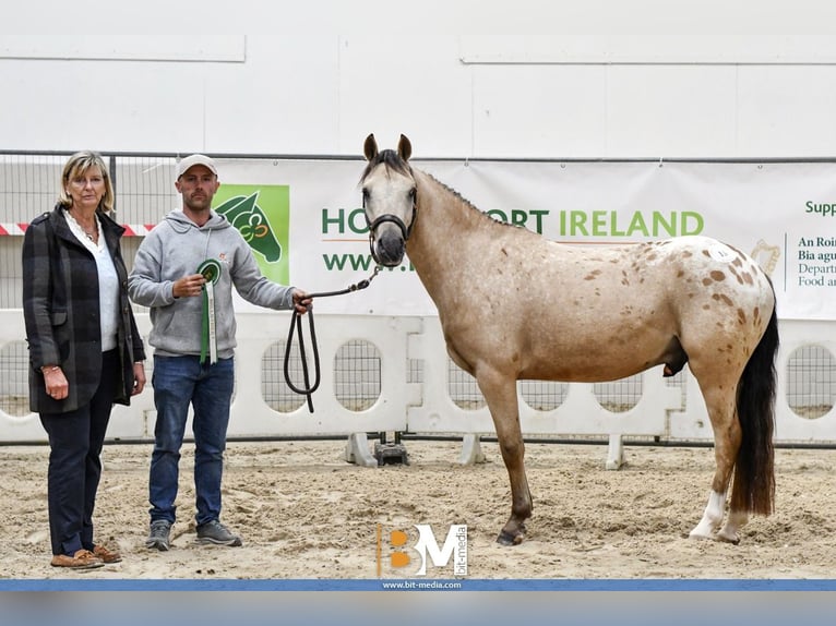 NRPS Gelding 4 years 13,3 hh Leopard-Piebald in Laois