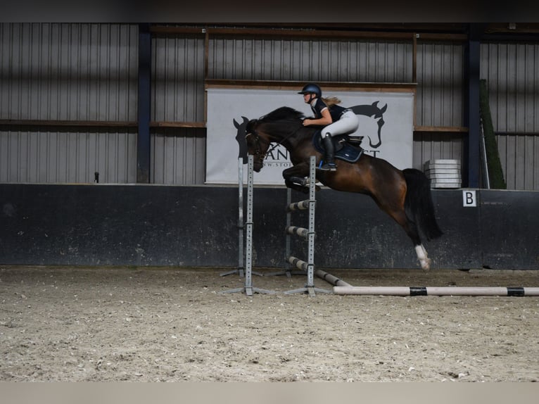 NRPS Gelding 4 years 14,1 hh Bay-Dark in Lexmond