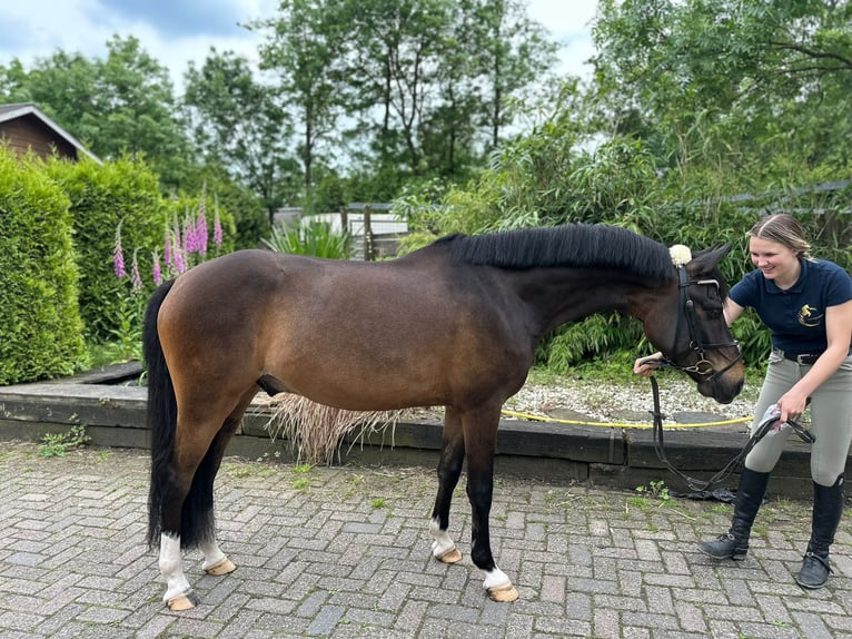 NRPS Gelding 4 years 14,1 hh Bay-Dark in Lexmond