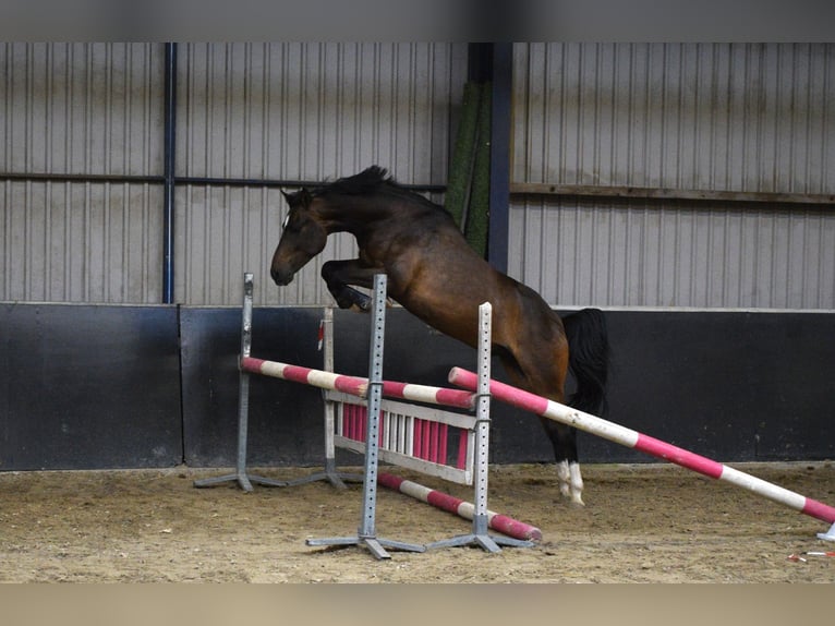 NRPS Gelding 4 years 14,1 hh Bay-Dark in Lexmond