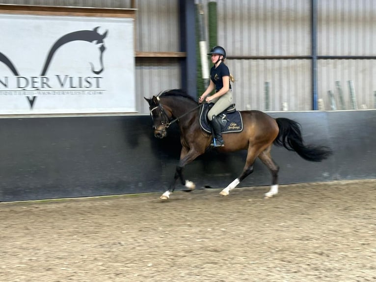 NRPS Gelding 4 years 14,1 hh Bay-Dark in Lexmond