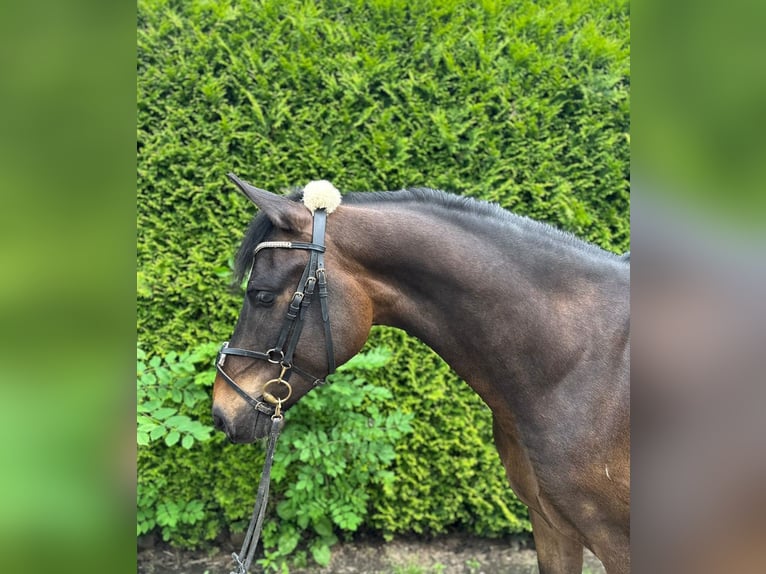 NRPS Gelding 4 years 14,1 hh Bay-Dark in Lexmond