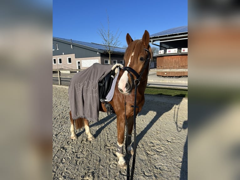 NRPS Gelding 4 years 14,1 hh Chestnut-Red in M&#xFC;nsterM&#xFC;nster