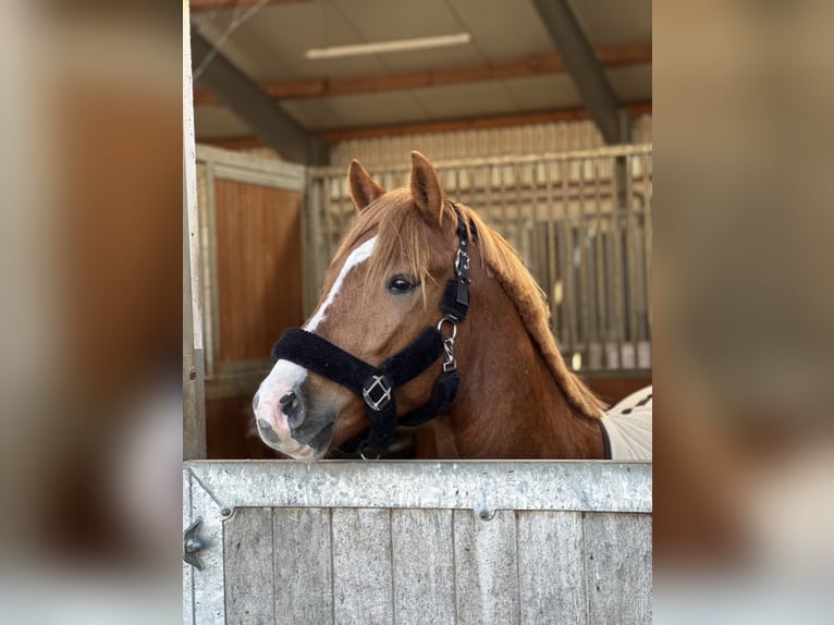 NRPS Gelding 4 years 14,1 hh Chestnut-Red in M&#xFC;nsterM&#xFC;nster