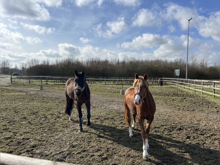 NRPS Gelding 4 years 14,1 hh Chestnut-Red in M&#xFC;nsterM&#xFC;nster