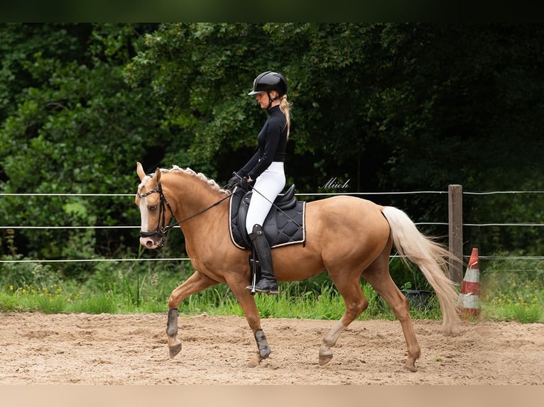 NRPS Gelding 4 years 14 hh Palomino in Simonshaven