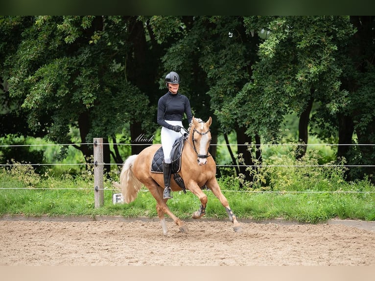 NRPS Gelding 4 years 14 hh Palomino in Simonshaven
