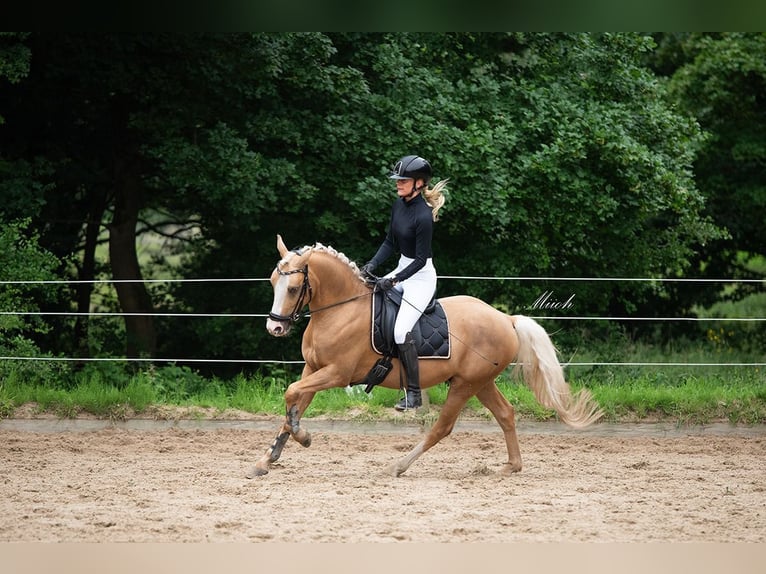 NRPS Gelding 4 years 14 hh Palomino in Simonshaven
