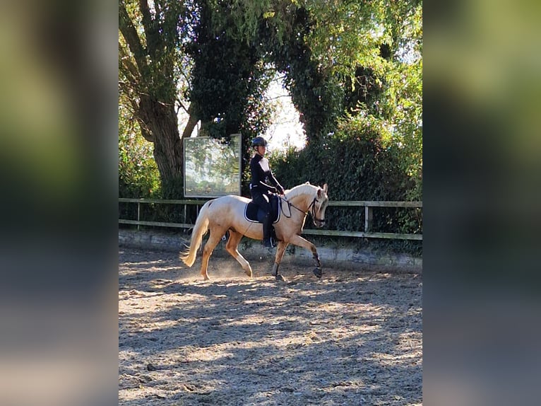 NRPS Gelding 4 years 14 hh Palomino in Simonshaven