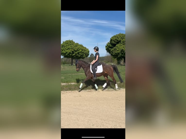 NRPS Gelding 4 years 14,1 hh Brown in Hünxe