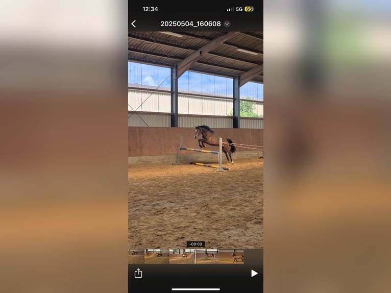 NRPS Gelding 4 years 14,1 hh Brown in Hünxe