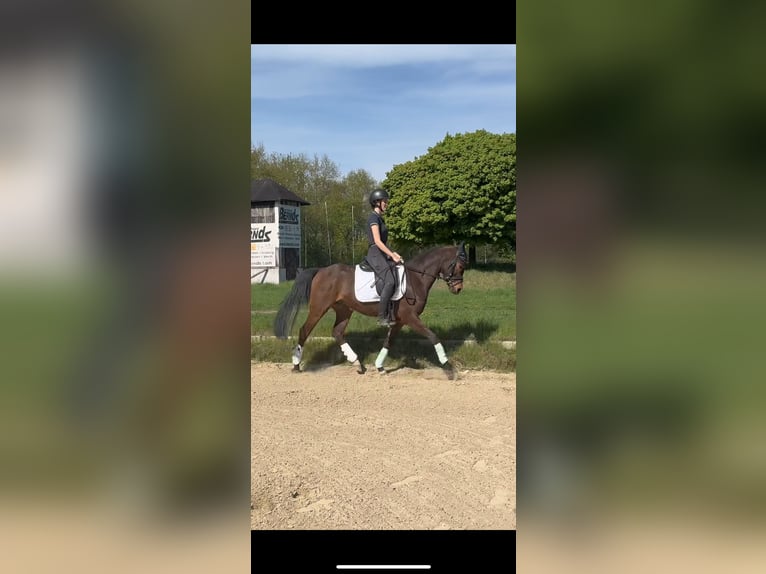 NRPS Gelding 4 years 14,1 hh Brown in Hünxe