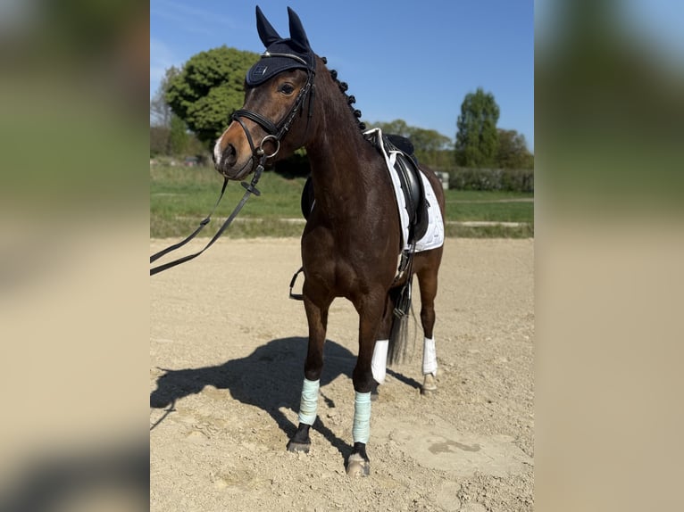 NRPS Gelding 4 years 14,1 hh Brown in Hünxe