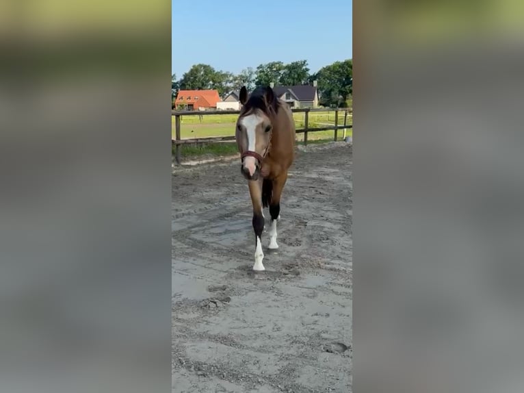 NRPS Gelding 4 years 14,1 hh Buckskin in Asten