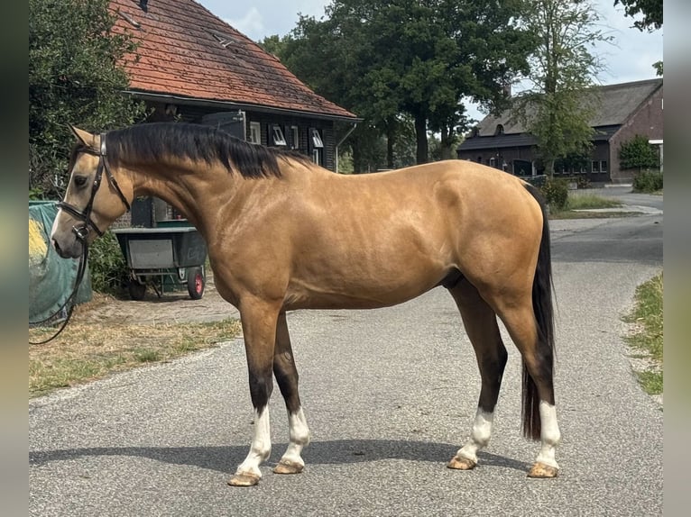 NRPS Gelding 4 years 14,1 hh Buckskin in Asten