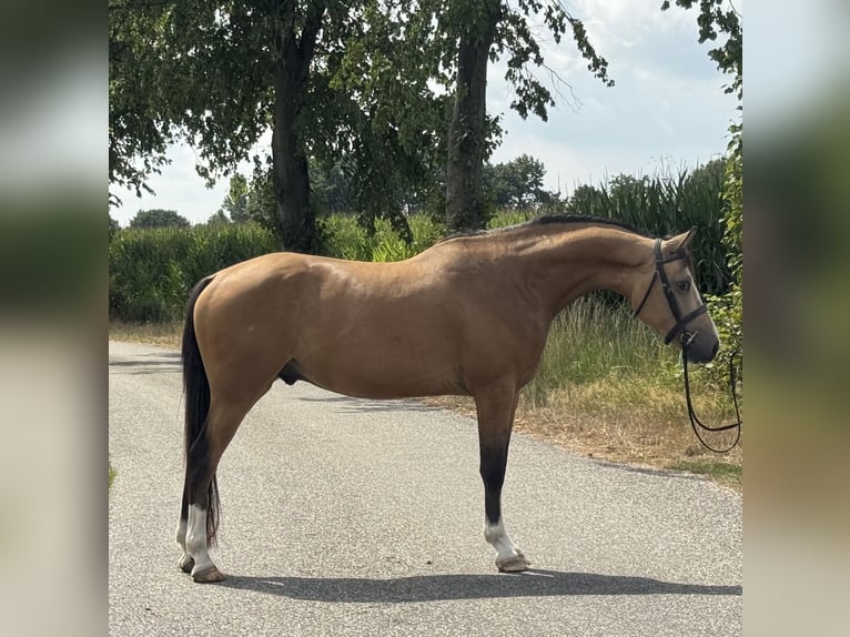 NRPS Gelding 4 years 14,1 hh Buckskin in Asten
