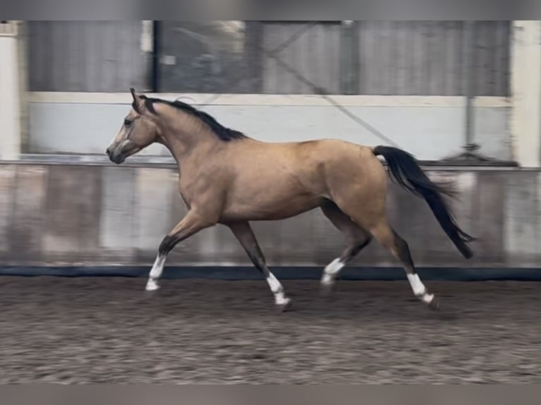 NRPS Gelding 4 years 14,1 hh Buckskin in Asten