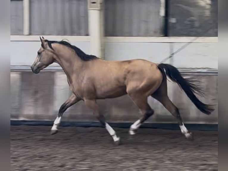 NRPS Gelding 4 years 14,1 hh Buckskin in Asten