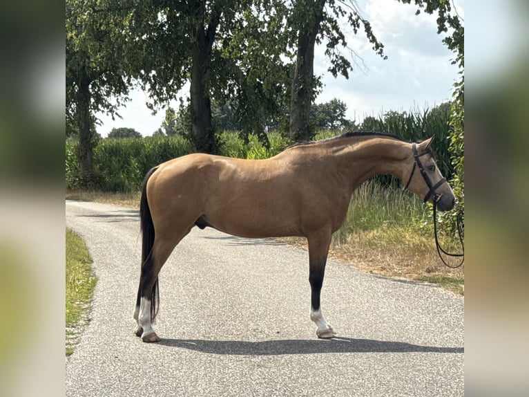 NRPS Gelding 4 years 14,1 hh Buckskin in Asten