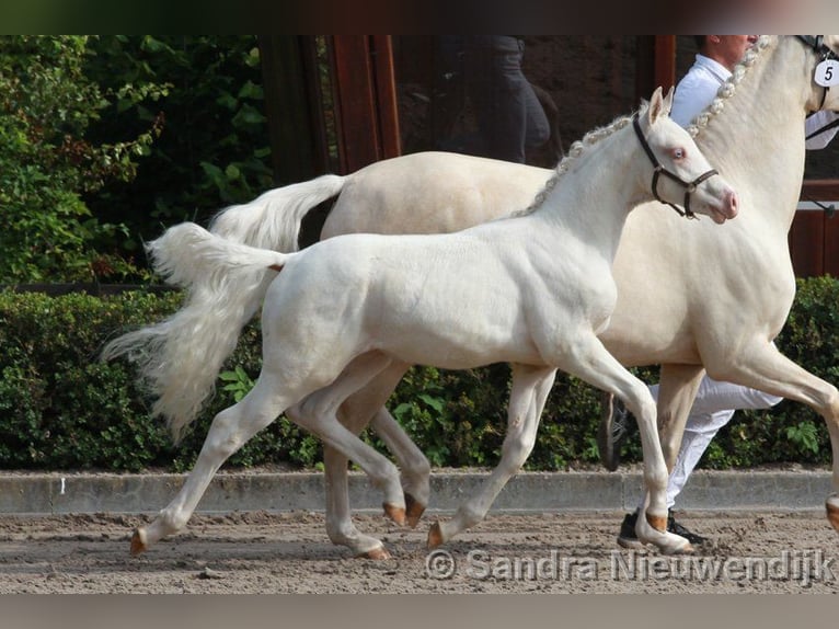 NRPS Gelding 4 years 14,1 hh Cremello in Herwen