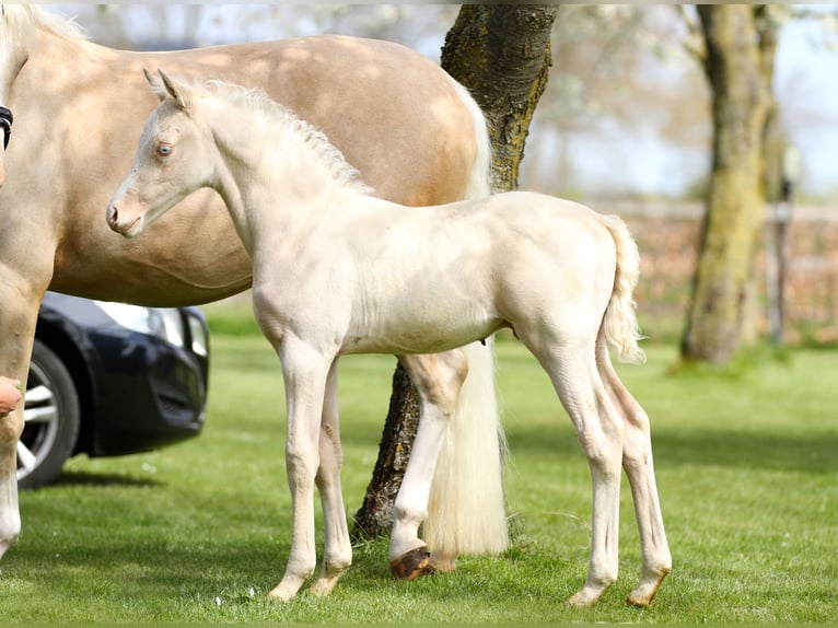 NRPS Gelding 4 years 14,1 hh Cremello in Herwen