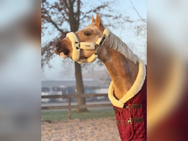 NRPS Gelding 4 years 14,1 hh Palomino in Emmen