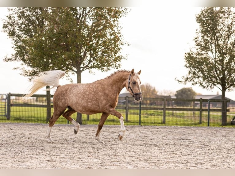 NRPS Gelding 4 years 14,1 hh Palomino in Emmen