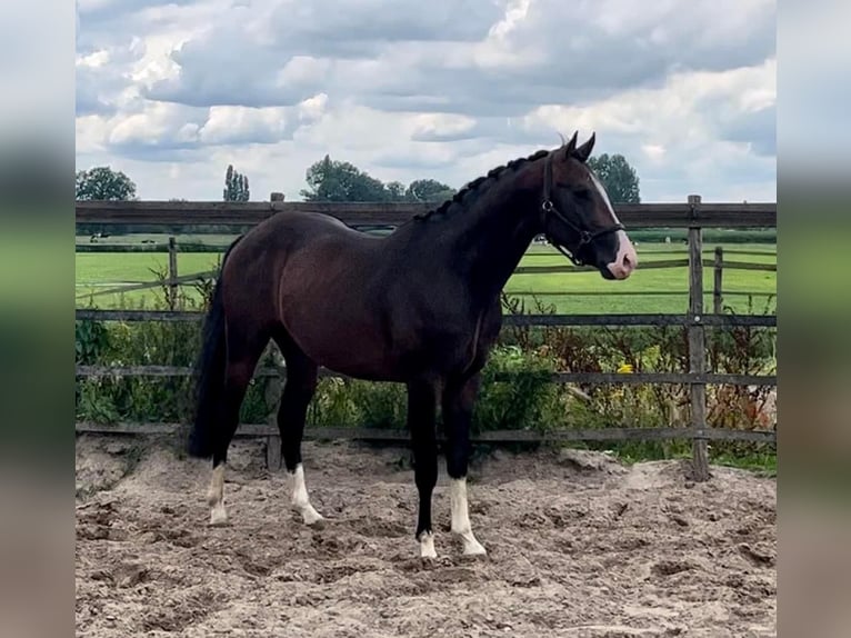 NRPS Gelding 4 years 15,2 hh Bay-Dark in Barneveld