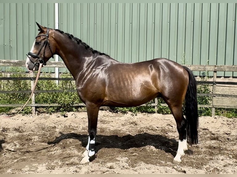 NRPS Gelding 4 years 15,2 hh Brown in Barneveld