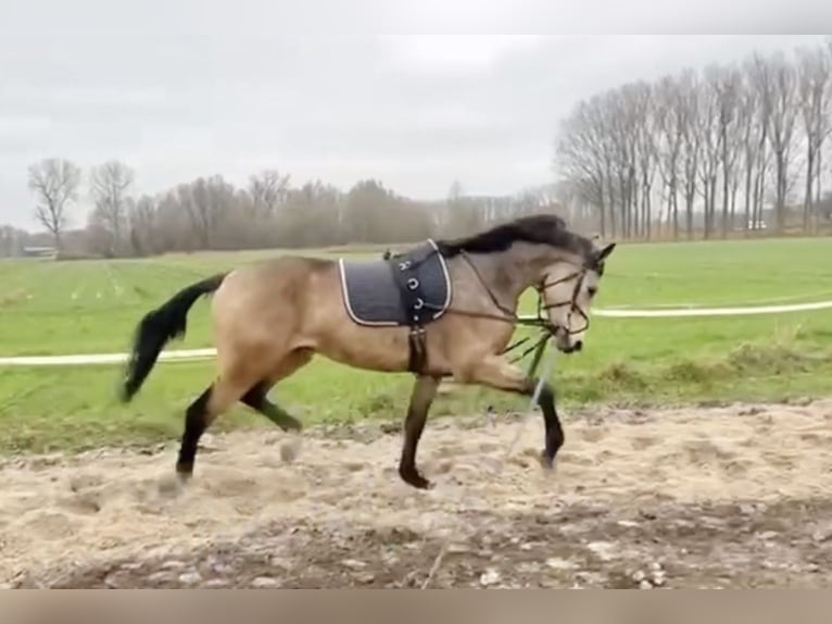 NRPS Mix Gelding 4 years 16.1 hh Buckskin in Schaijk