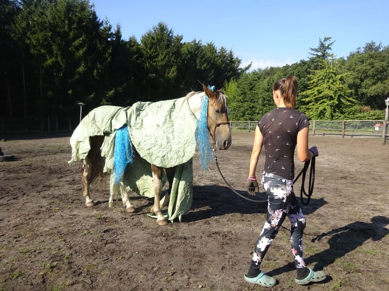 NRPS Gelding 4 years 16 hh Buckskin in Well L