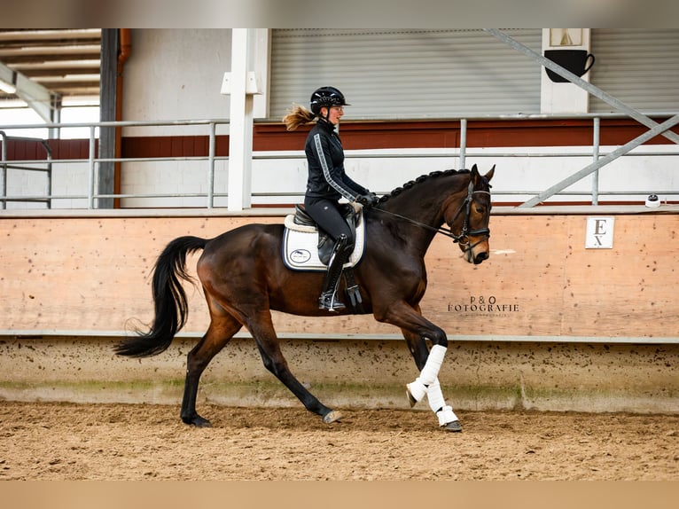 NRPS Gelding 4 years 16,1 hh Bay-Dark in Marl