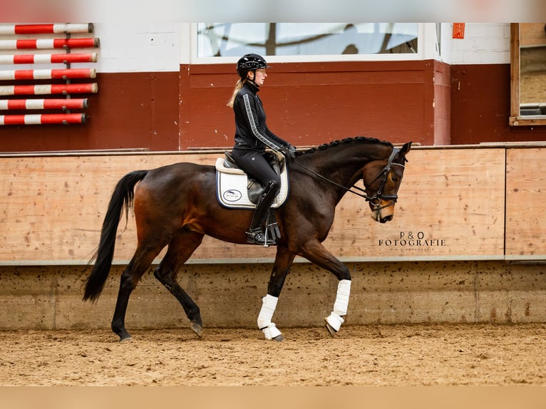 NRPS Gelding 4 years 16,1 hh Bay-Dark in Marl
