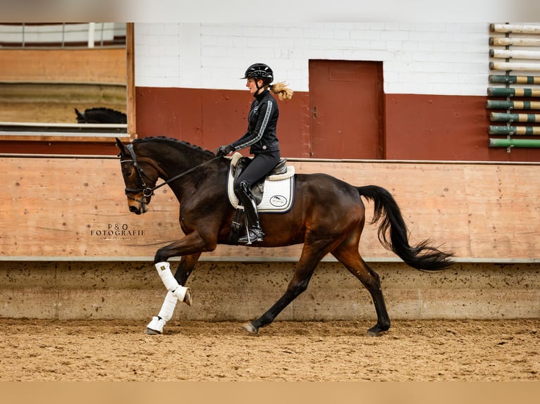 NRPS Gelding 4 years 16,1 hh Bay-Dark in Marl