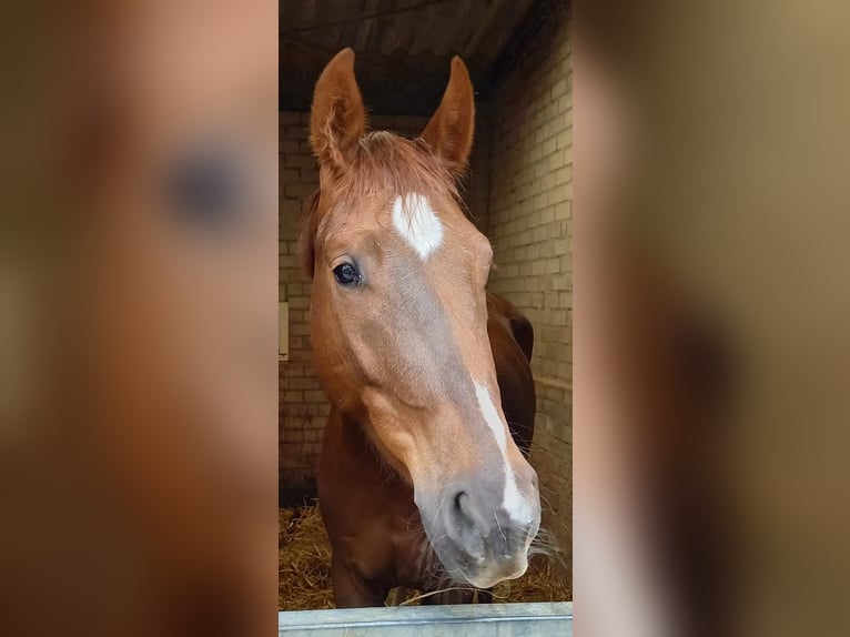 NRPS Gelding 4 years 16,2 hh Chestnut in Zevenbergschen Hoek