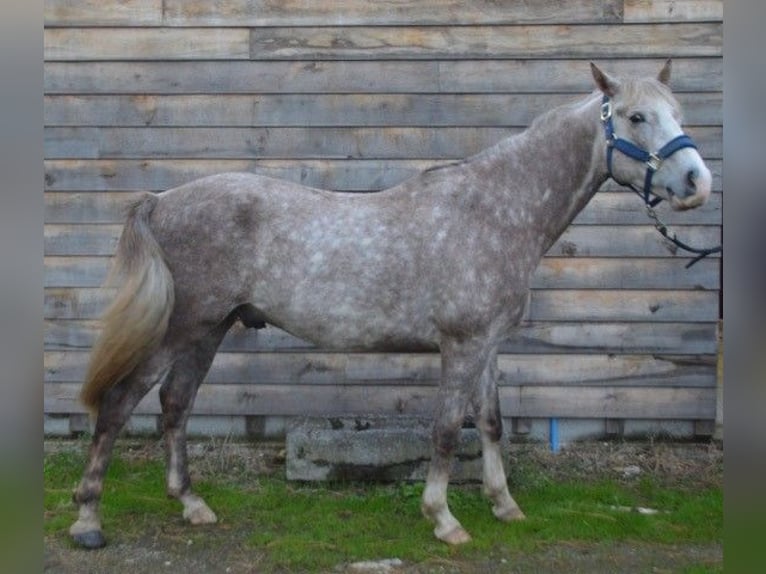 NRPS Gelding 5 years 14,1 hh Gray in GROTE-BROGEL