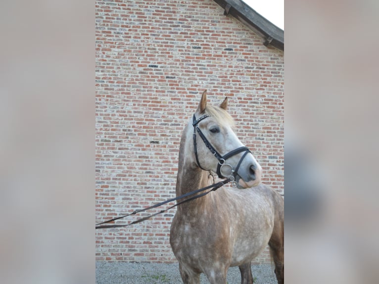 NRPS Gelding 5 years 14,1 hh Gray in GROTE-BROGEL