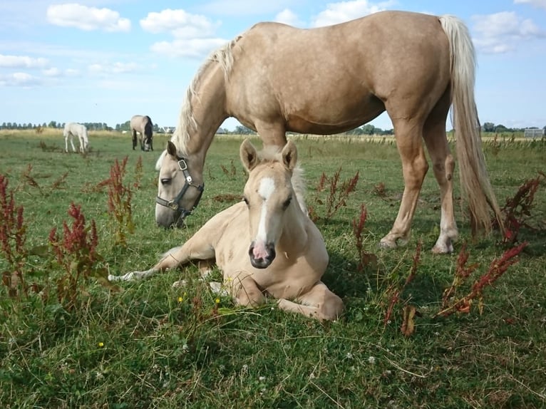 NRPS Gelding 5 years 14,1 hh Palomino in Hellouw