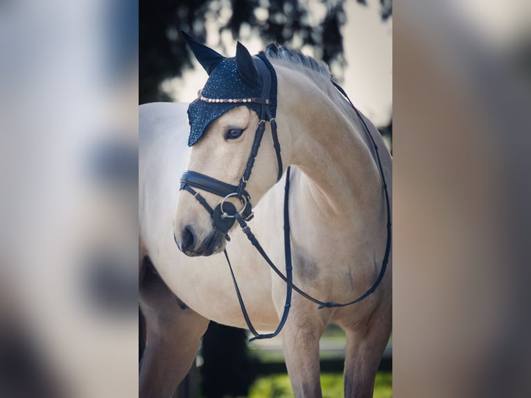 NRPS Mix Gelding 5 years 14,2 hh Dun in Walldorf