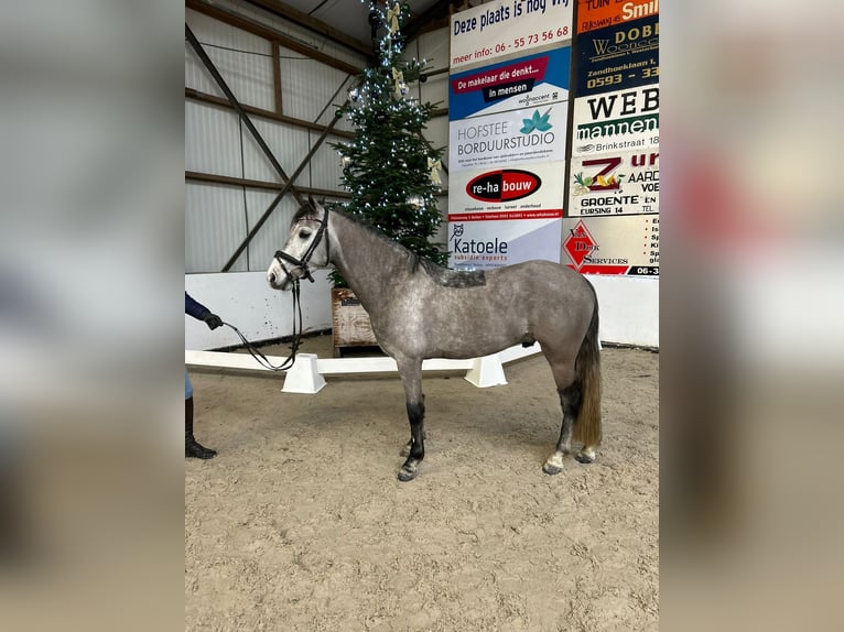 NRPS Gelding 5 years 14 hh Gray-Dark-Tan in Beilen