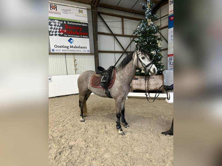 NRPS Gelding 5 years 14 hh Gray-Dark-Tan in Beilen