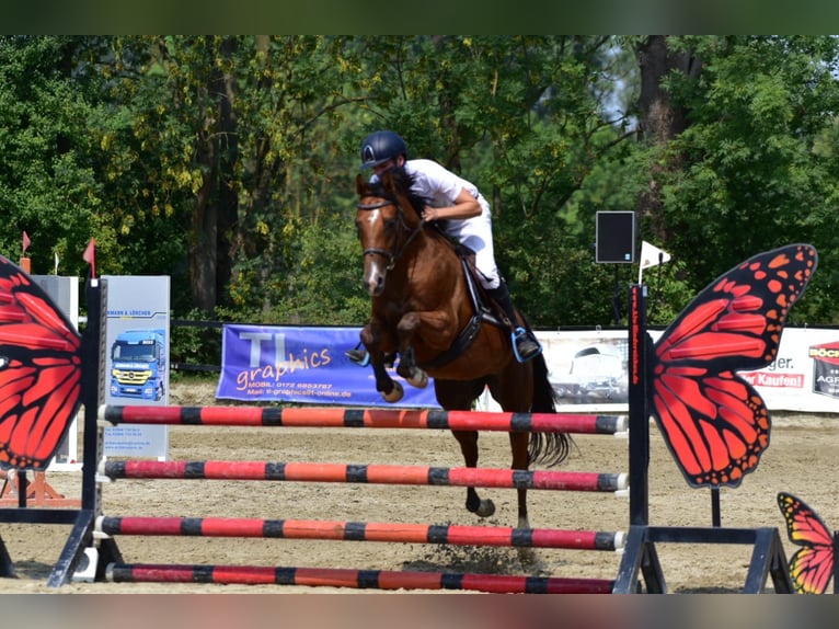 NRPS Gelding 5 years 15.2 hh Brown in Flöthe