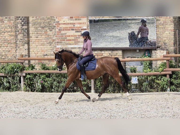 NRPS Gelding 5 years 15.2 hh Brown in Flöthe