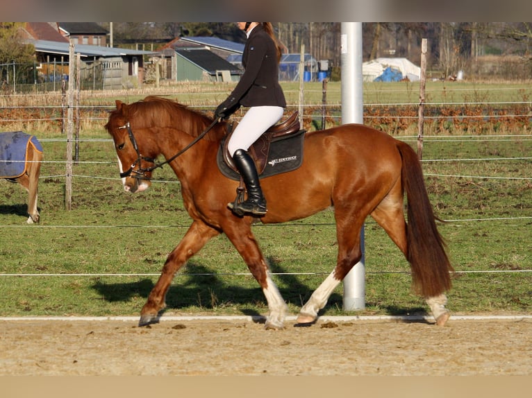 NRPS Mix Gelding 5 years 15 hh Chestnut in Paal