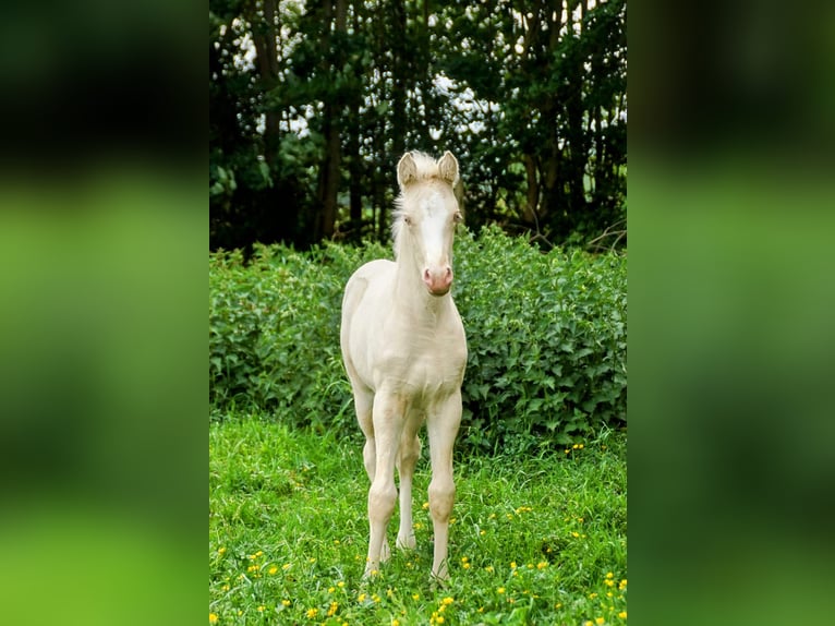 NRPS Gelding 5 years 15 hh Cremello in Hellouw