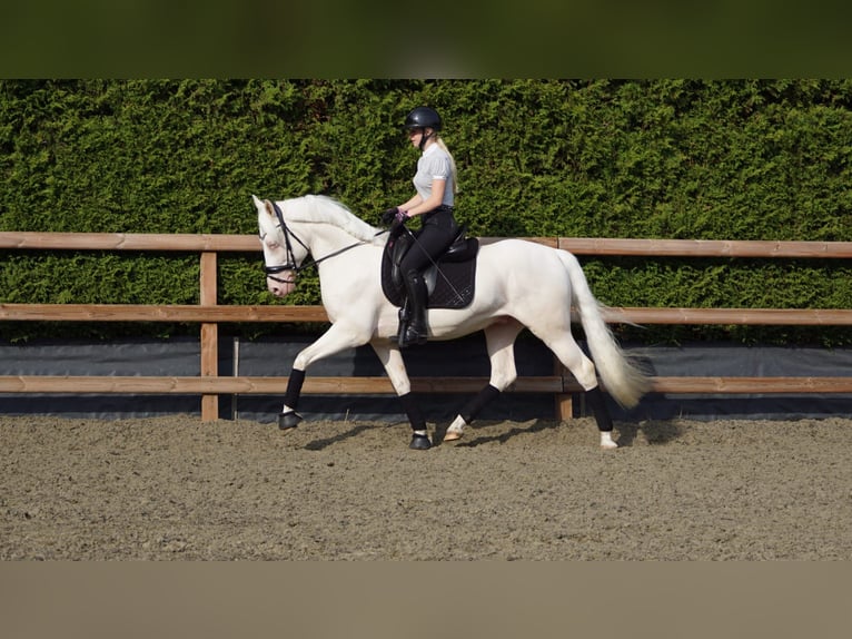 NRPS Gelding 5 years 15 hh Cremello in Hellouw